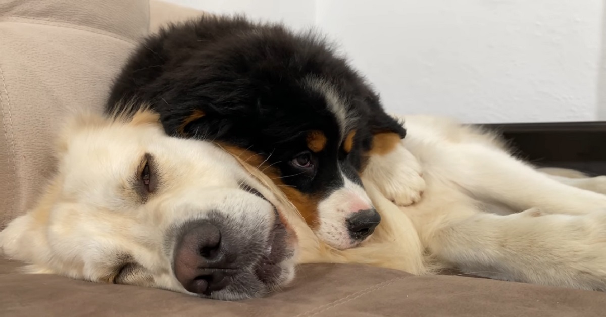 riposino del Bovaro del bernese e del Golden Retriever