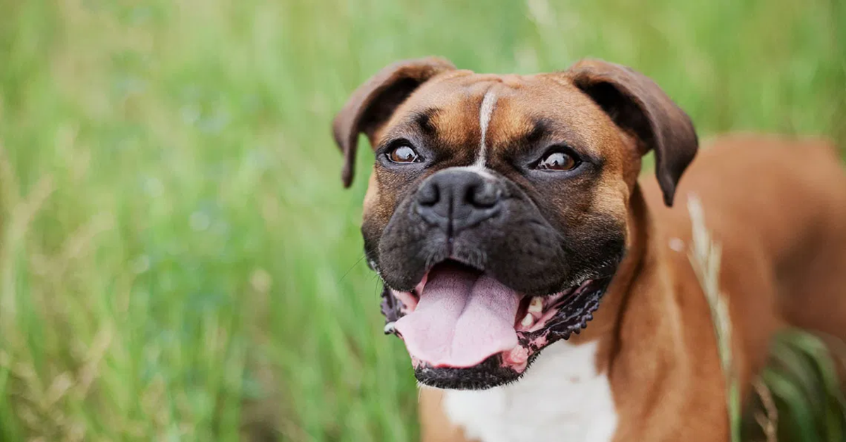 La reazione gioiosa di un cucciolo di Boxer quando vede la padrona travestita da cane gigante (VIDEO)