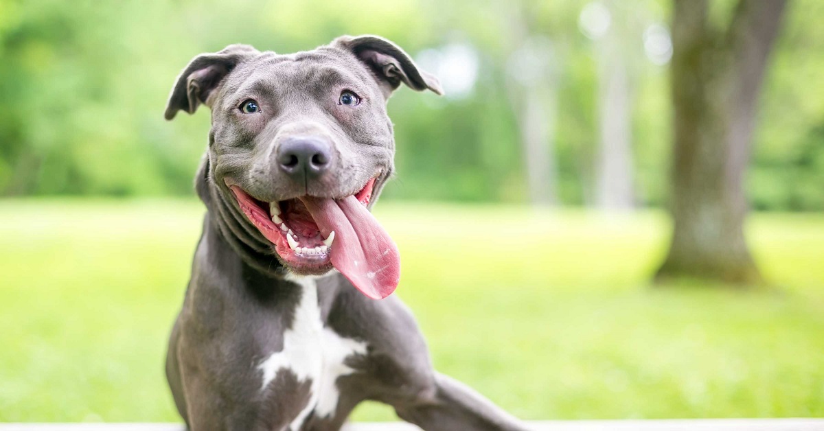 Brick, il Pitbull irrequieto che si dimostra molto tenero con la sorellina appena nata (VIDEO)