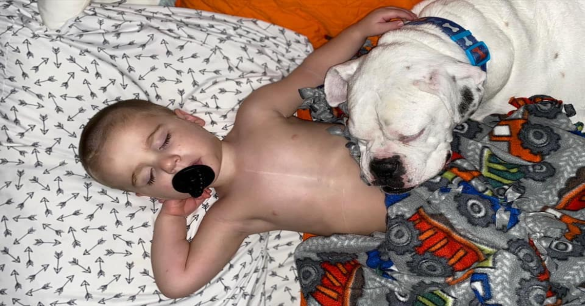 Bimbo di due anni dorme nella cuccia con il suo boxer Brutus (VIDEO)