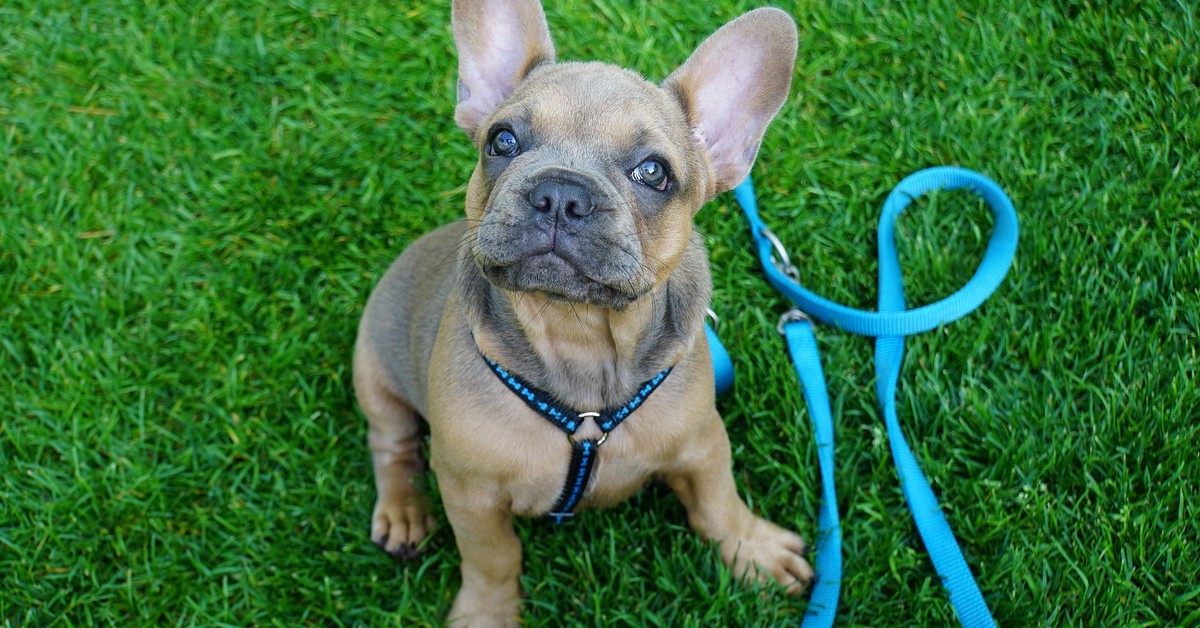 Hendrix, il bulldog francese che ha criticato i biscottini fatti in casa dalla padrona (VIDEO)