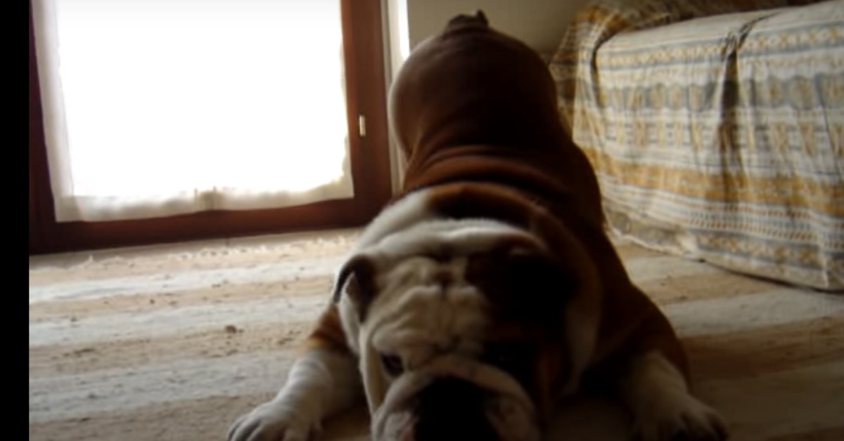 Bulldog odia il tavolo da stiro e lo fa levare alla padrona (VIDEO)