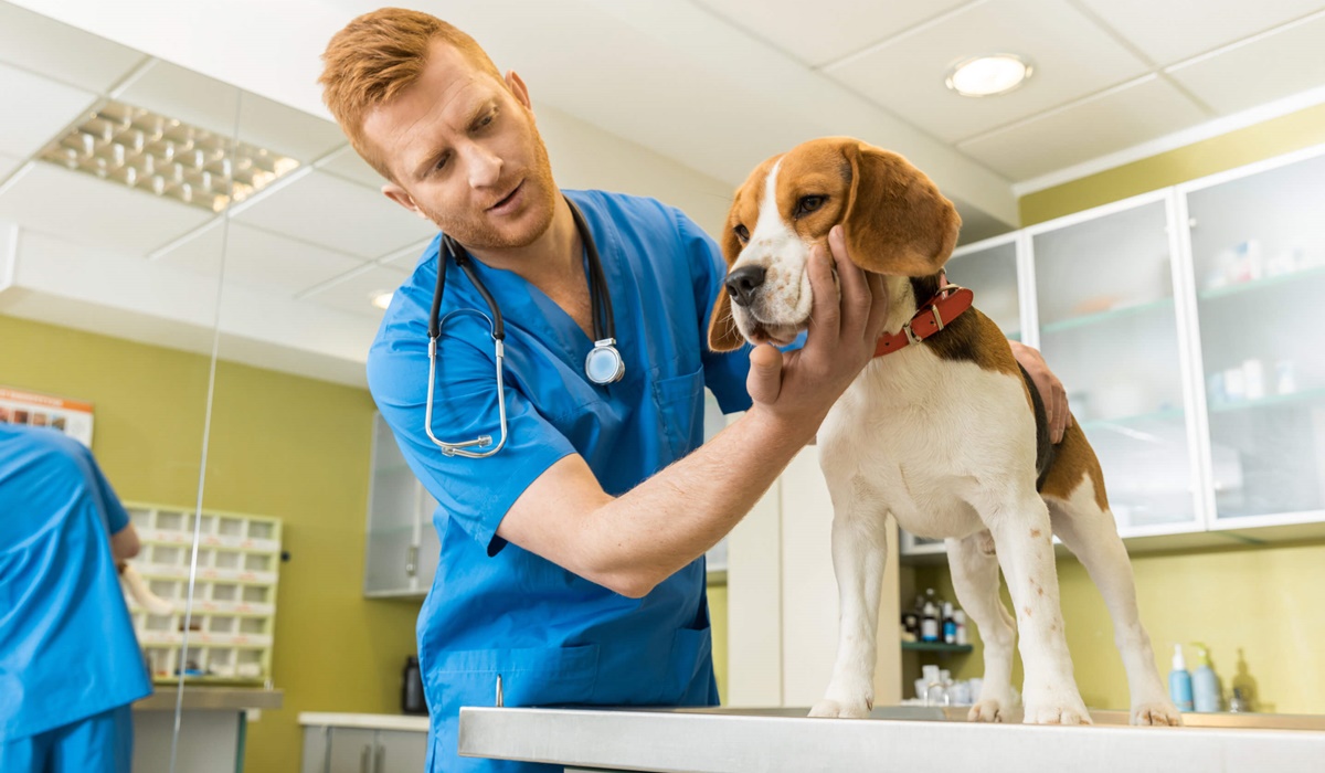 cane dal veterinario 