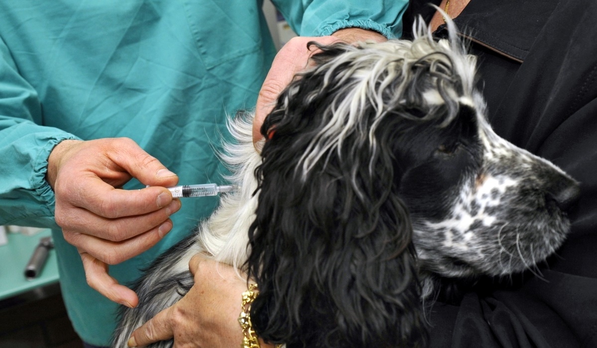 fare l'iniezione al cane