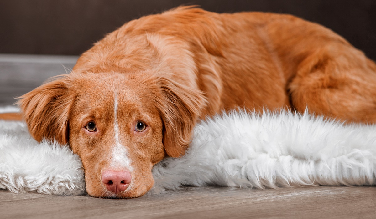 cane con il mantello rossiccio