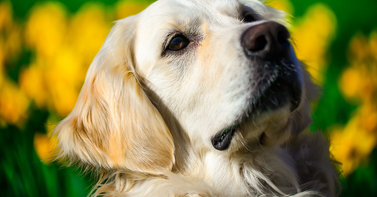 cane labrador