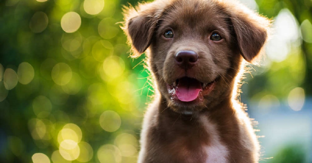 cucciolo di cane che sbava