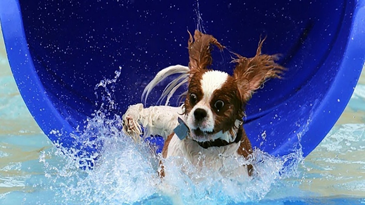 cagnolino cade in acqua