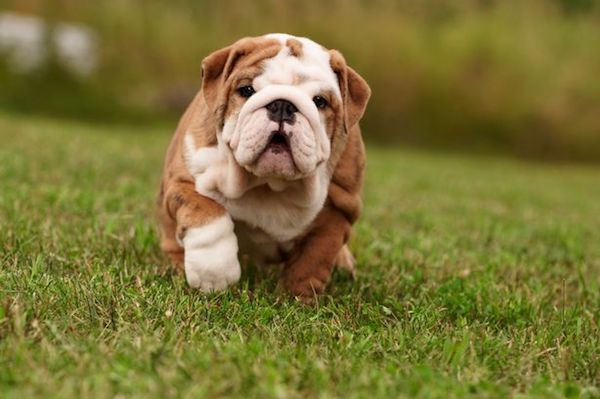 cagnolini tenerissimi foto