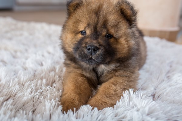 cagnolini tenerissimi foto