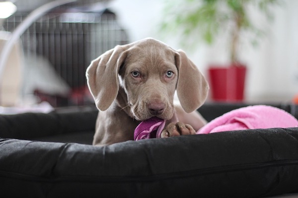 cagnolini tenerissimi foto