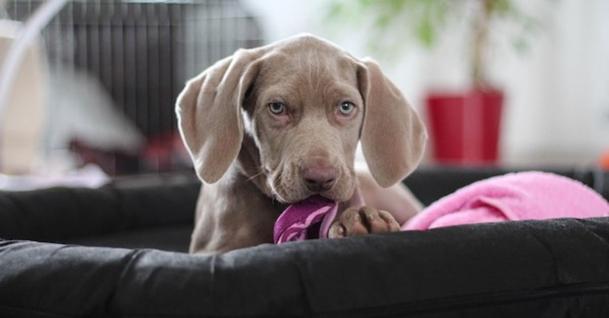 Cagnolini tenerissimi: foto simpatiche e dolcissime di cuccioli adorabili