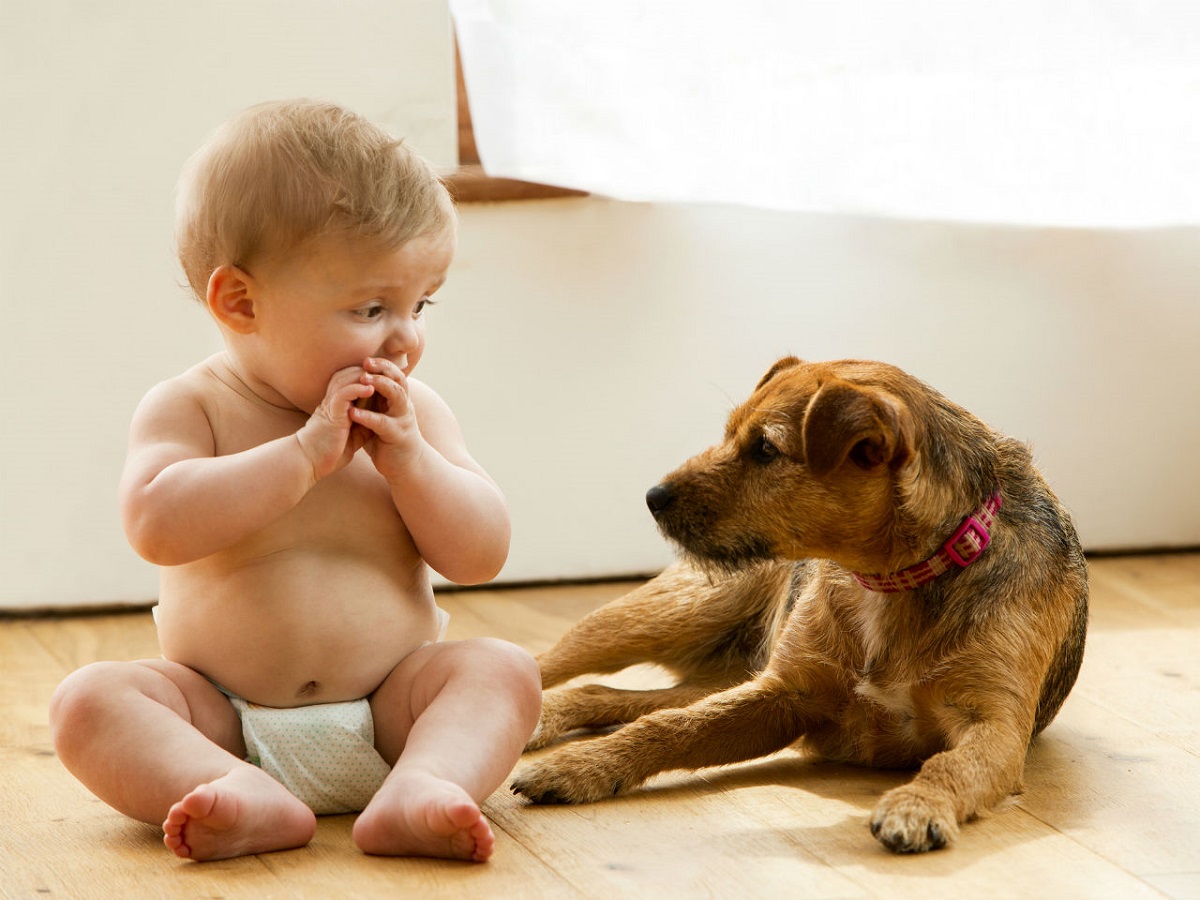 cane e neonato sul pavimento