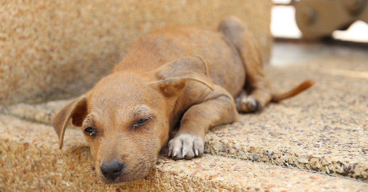 cagnolino in Thailandia