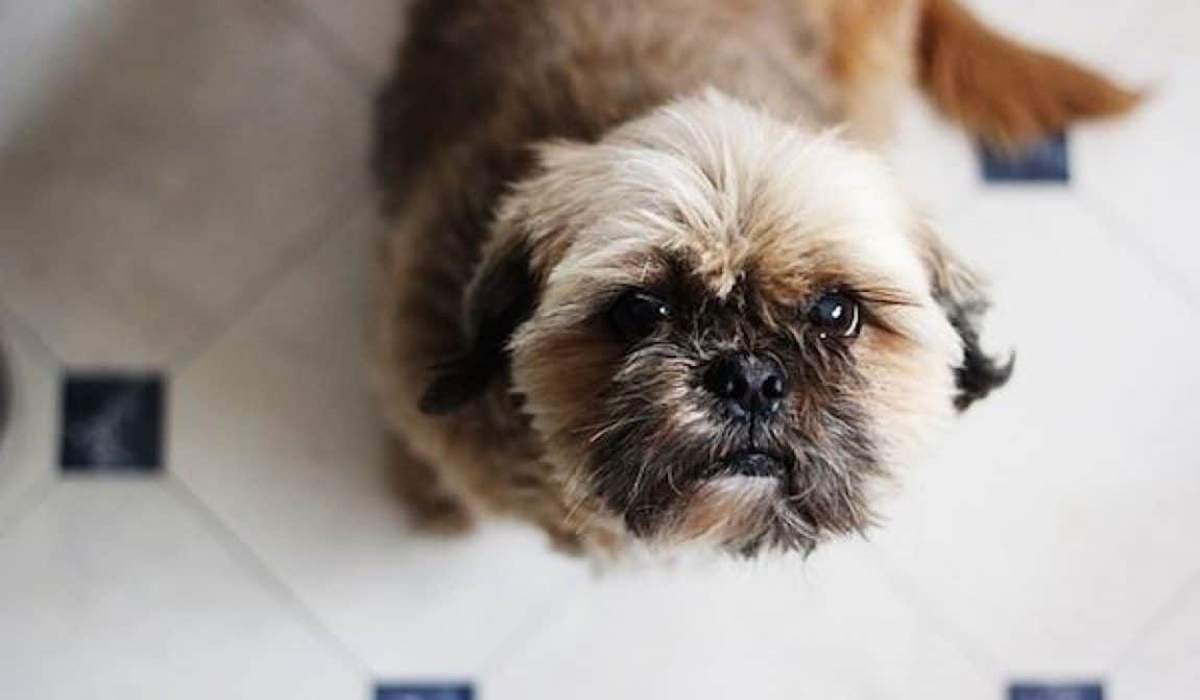 cane di razza shih tzu