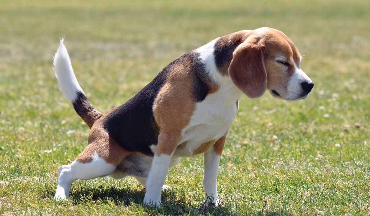 cane che non riesce a fare pipì