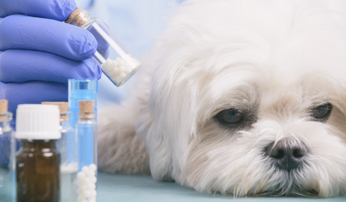 medicine per il cane