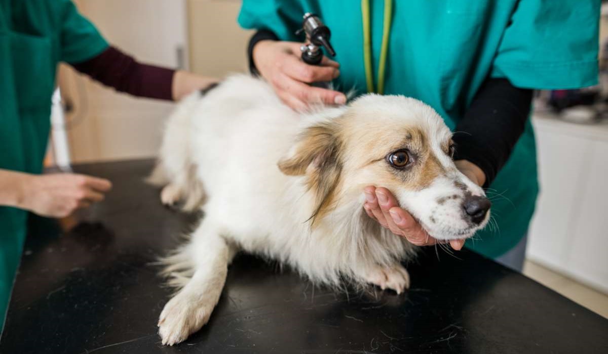 cane dal veterinario