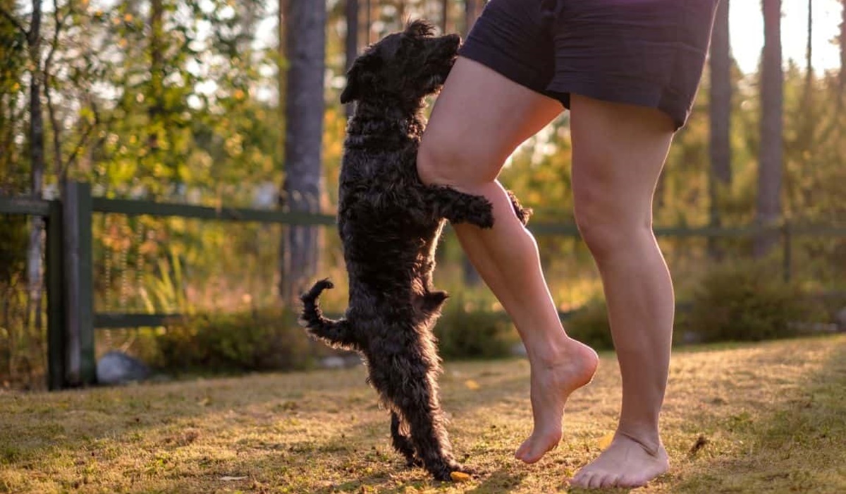 cane che monta la gamba del padrone