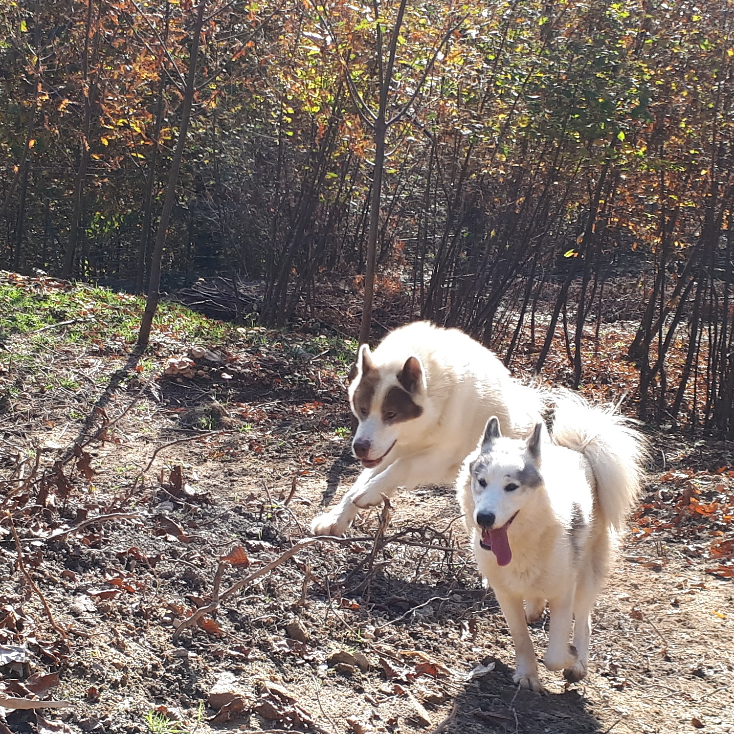 Due esemplari di Canadian Eskimo Dog