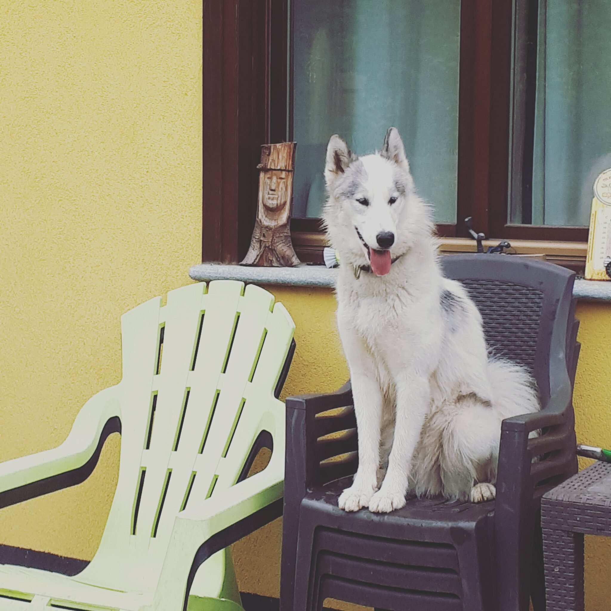 Canadian Eskimo Dog