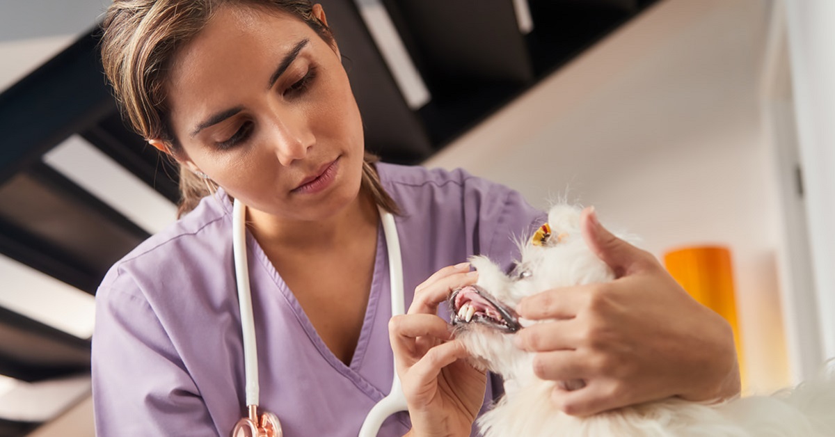 visita odontoiatrica al cane