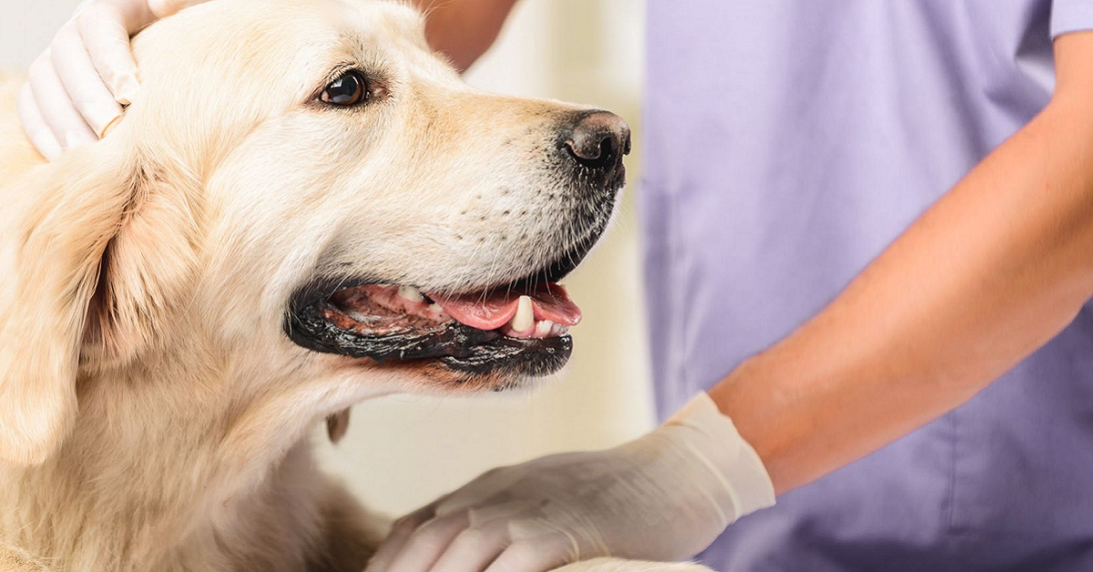 cane dal veterinario