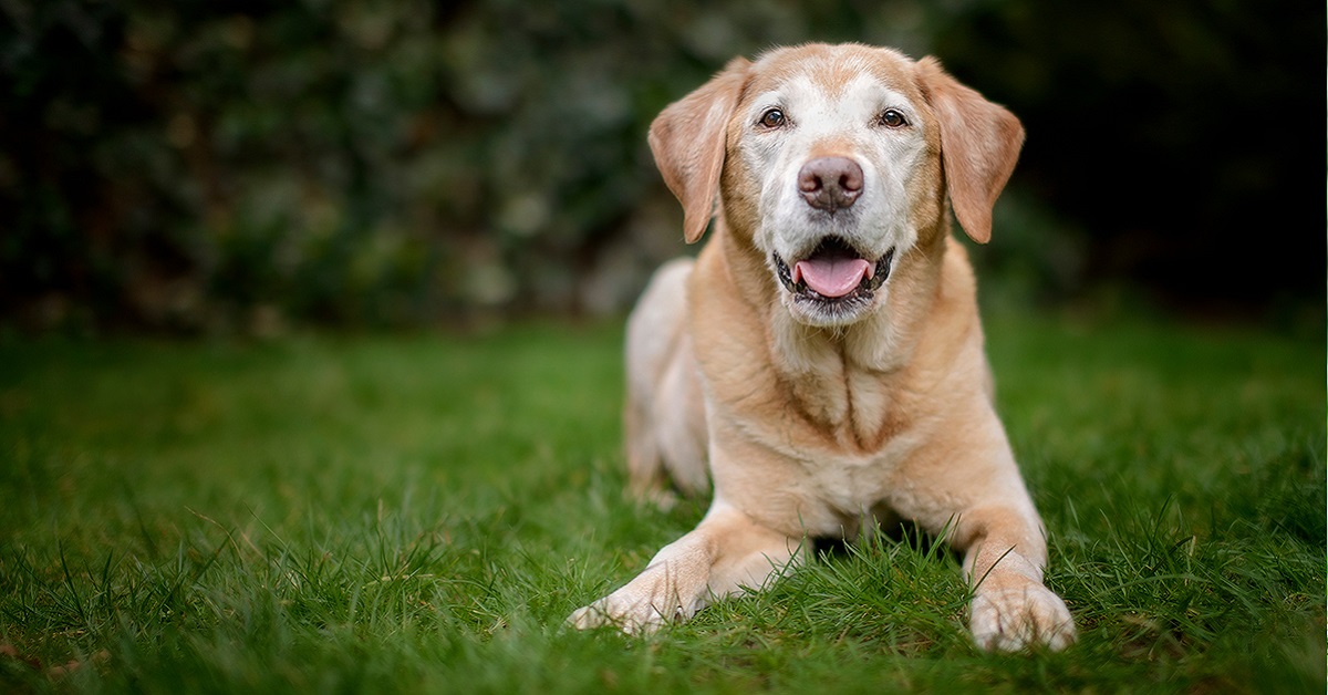 Cane adulto perde i denti: che cosa significa? Come aiutarlo