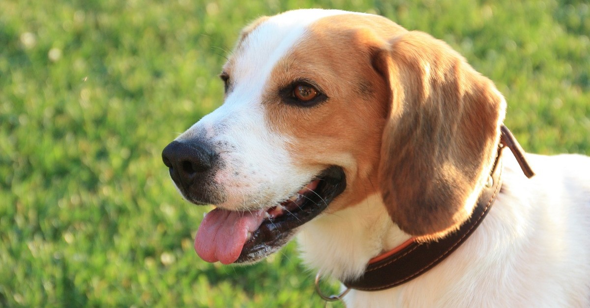 cane aiuta padrone incidente