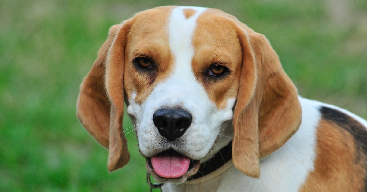 Lucky, il cucciolo di cane coraggioso che è rimasto accanto al suo padrone dopo un incidente (VIDEO)