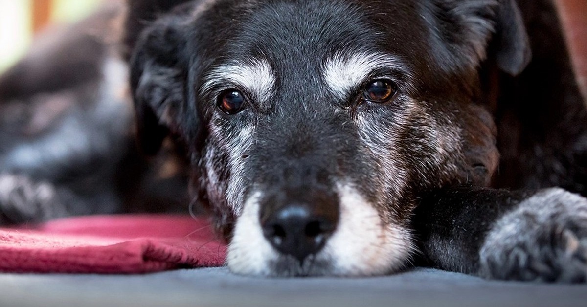 Cane anziano aggredito dagli altri cani: come evitare che accada