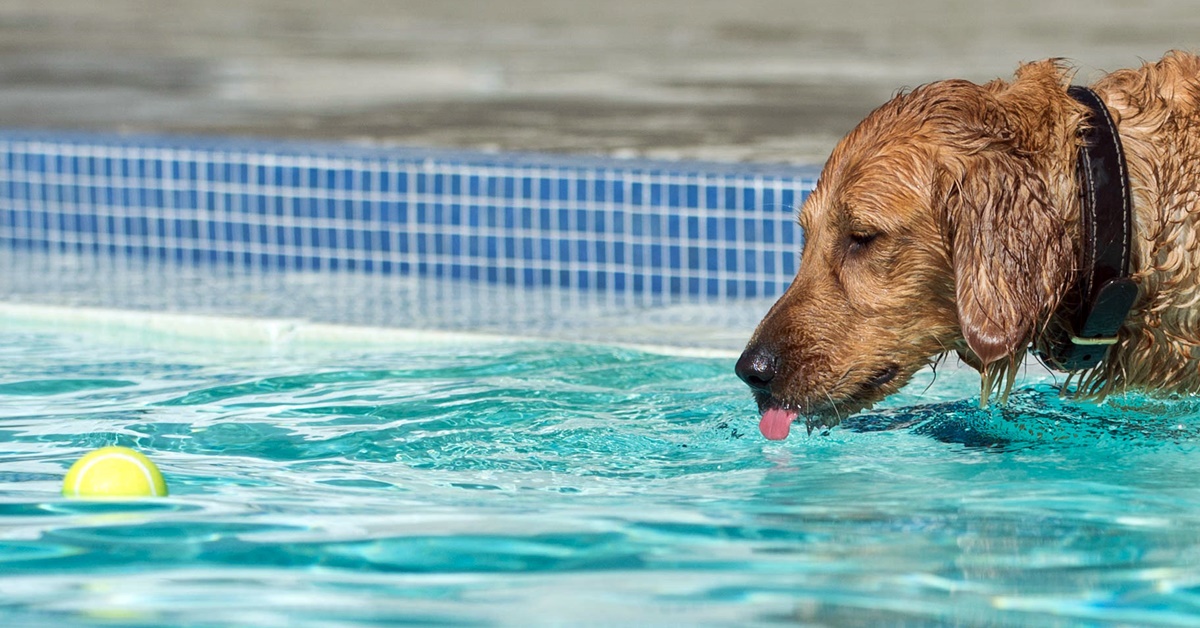 cane beve acqua della piscina