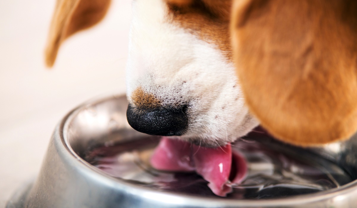 cane beve acqua dalla ciotola