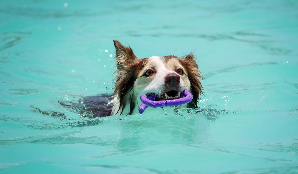 cane che gioca in acqua