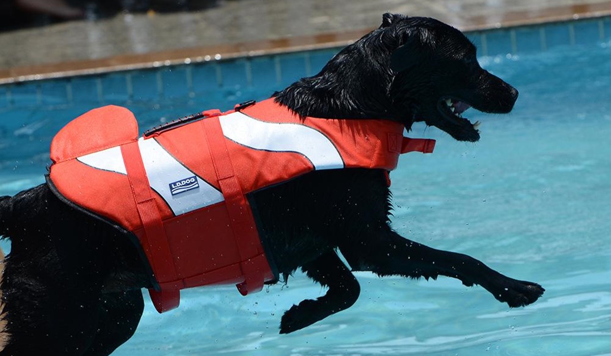 giubbotto di salvataggio per cani