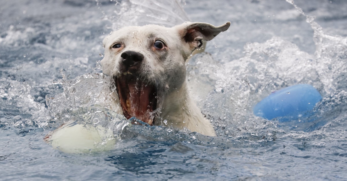 cane che sta annegando
