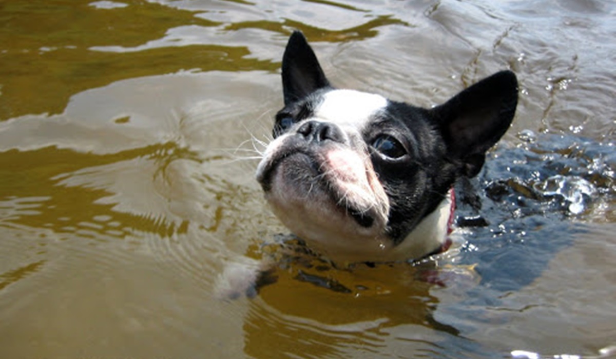 bulldog francese che nuota in acqua