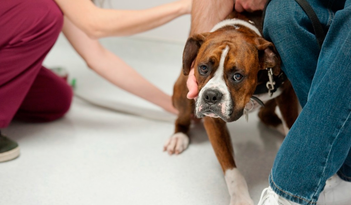 cane dal veterinario 