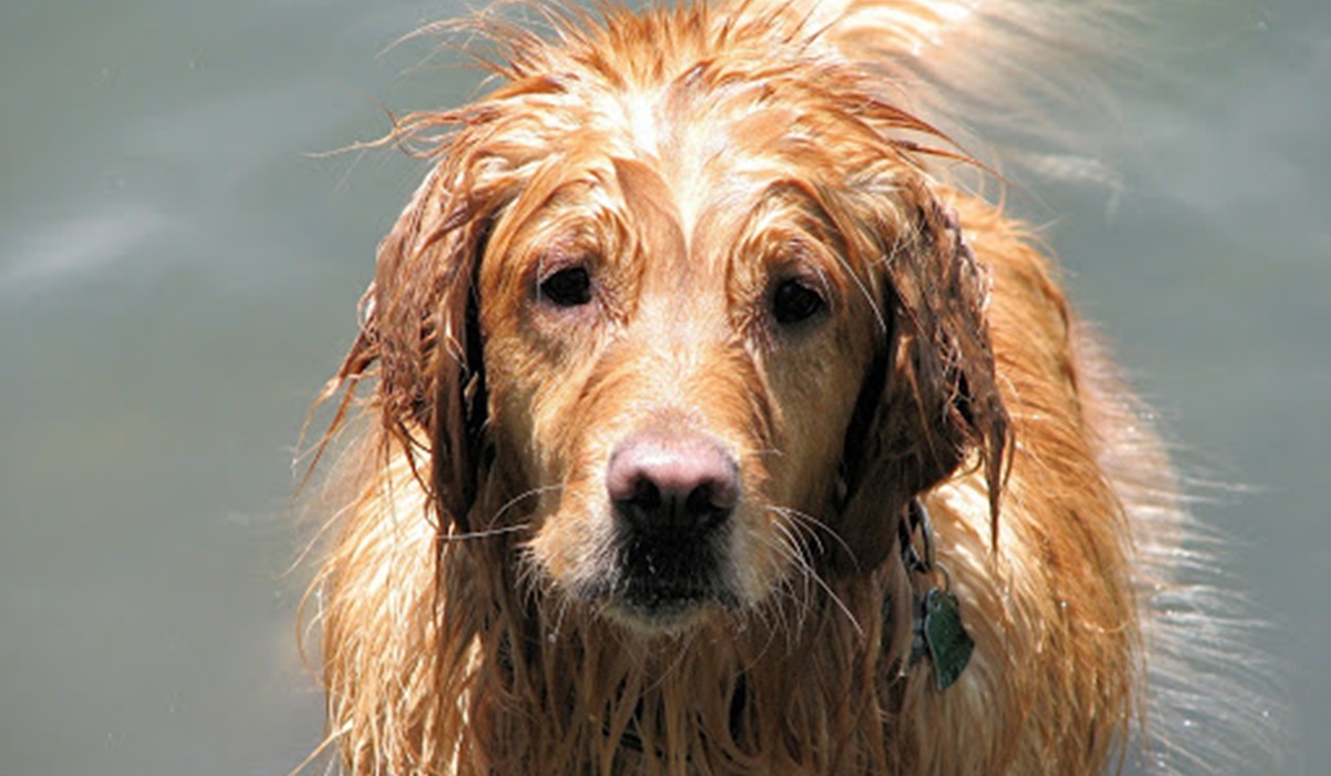 cane con il pelo tutto bagnato