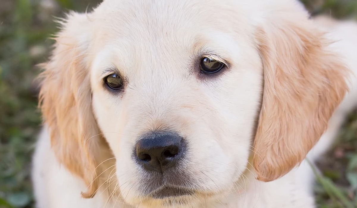 cucciolo con l'espressione triste