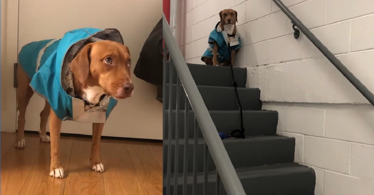Rosie, la cucciola di cane che odia uscire di casa quando piove (VIDEO)