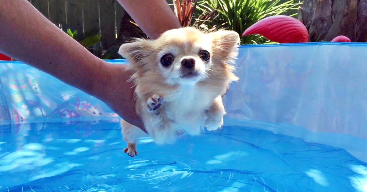 chihuahua in piscina