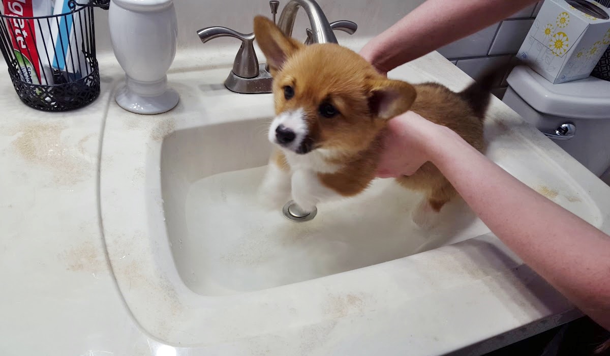 fare il bagnetto al cucciolo