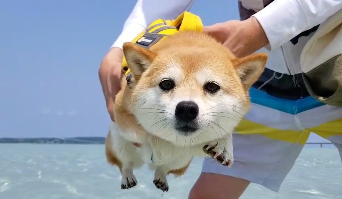portare il cucciolo al mare