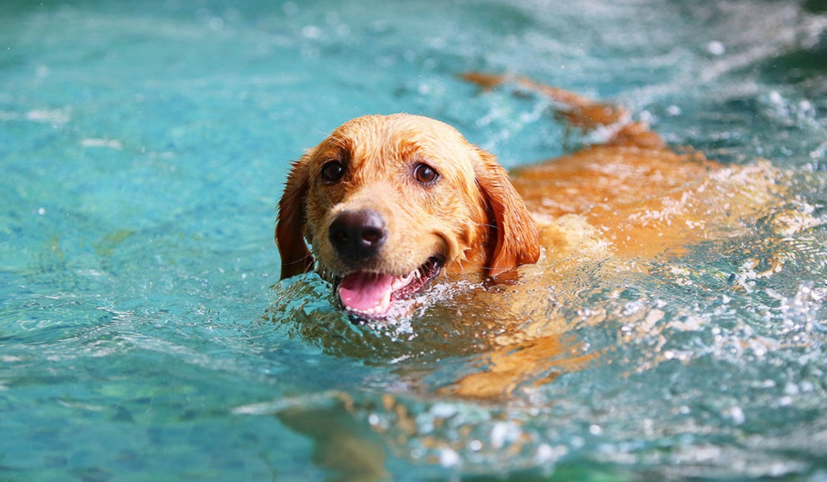 labrador retriever sa nuotare