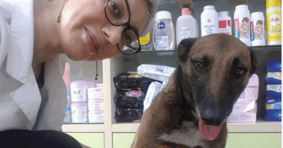 Cucciolo di cane randagio che va in farmacia