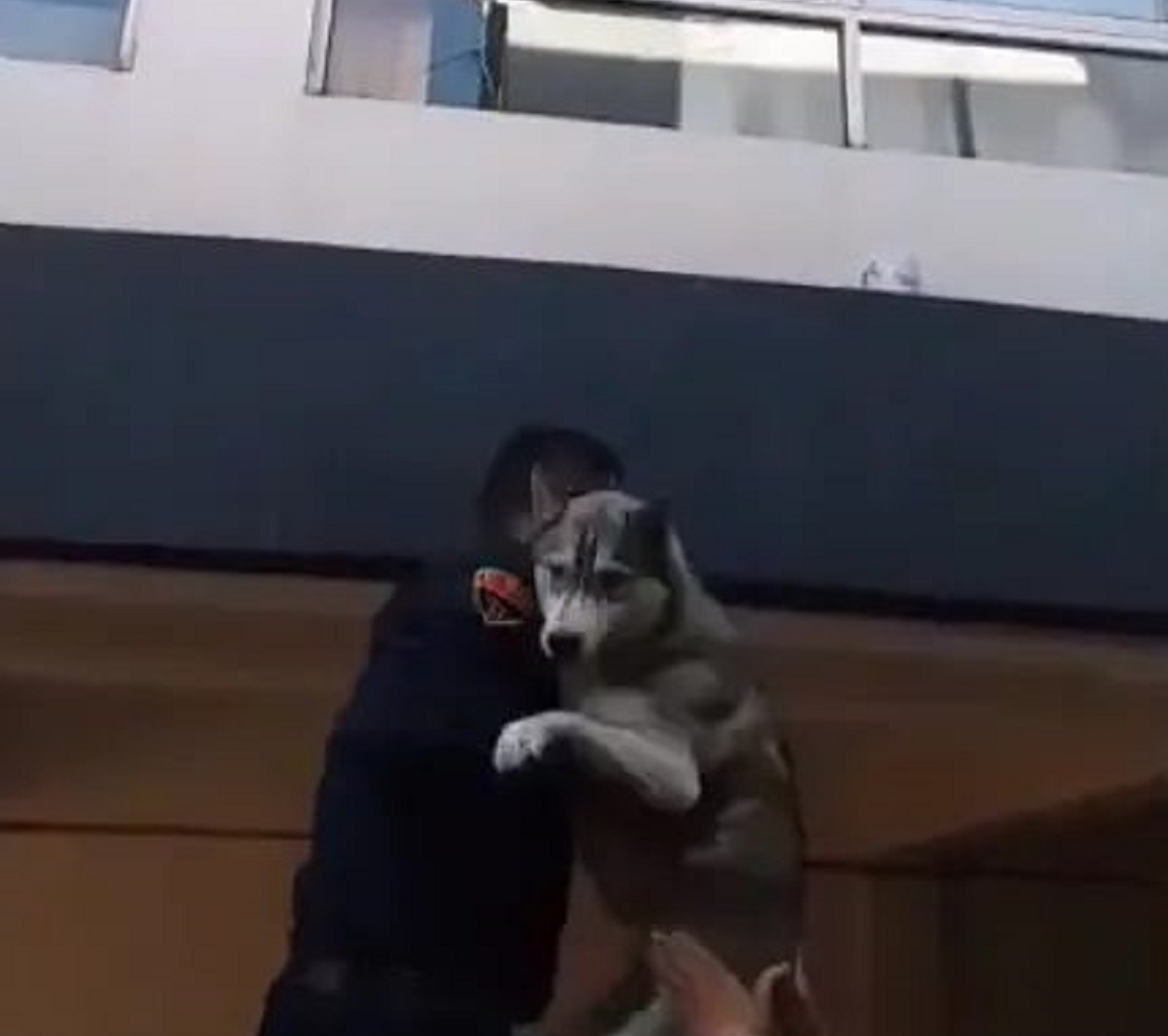 cane husky pericolo fuoco