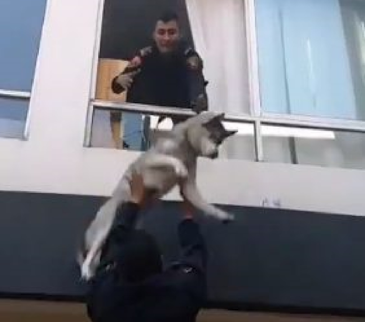 cane husky salvataggio polizia persone