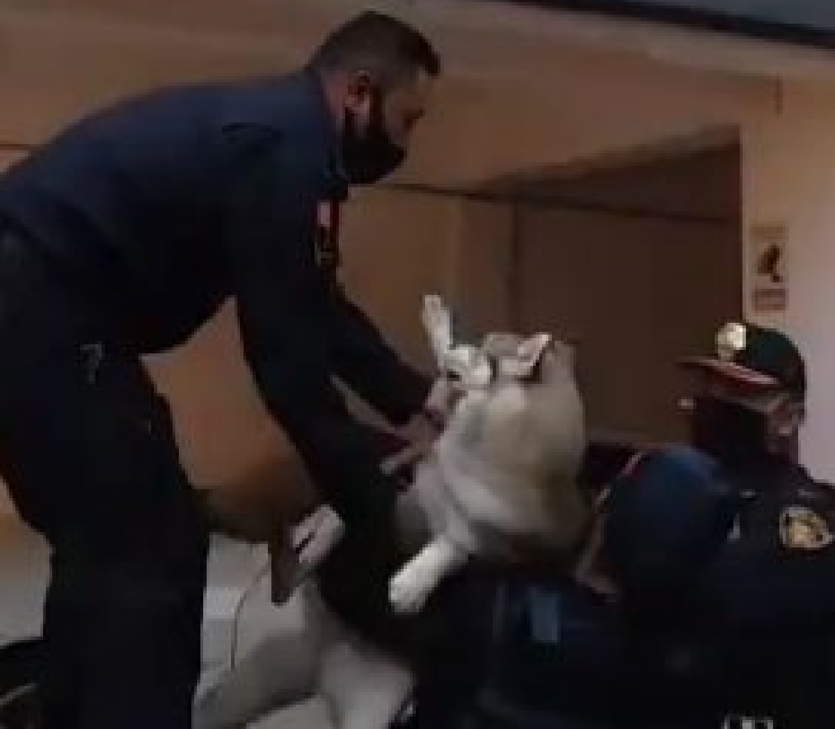 cucciolo husky salvato ufficiali