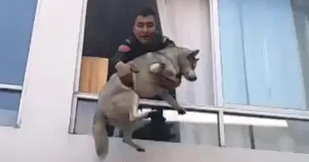 Cane Husky salvato dalla polizia durante un incendio (VIDEO)